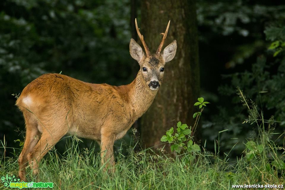 Z českých luhů a hájů - Foto Lukáš Málek (4)