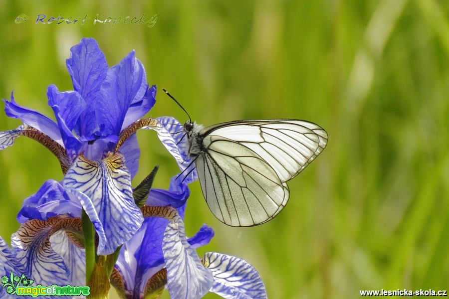 Bělásek ovocný - Aporia crataegi - Foto Robert Kopecký (1)