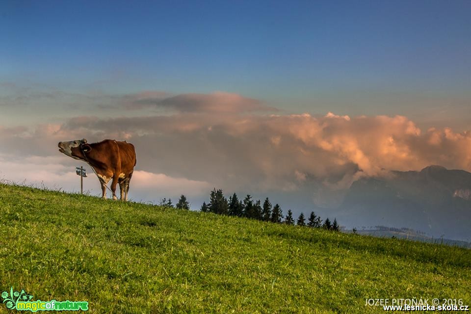Domácí zvířata na horách - Foto Jozef Pitoňák (7)