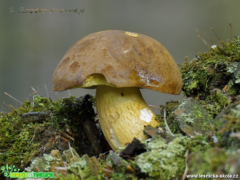 Hřib hnědý - Boletus badius - Foto Robert Kopecký