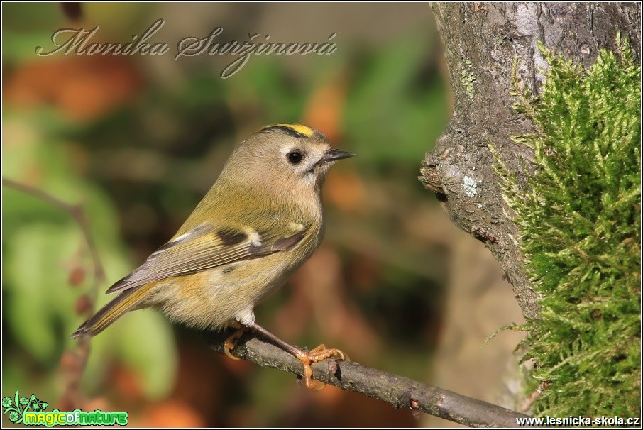 Králíček obecný - Regulus regulus - Foto Monika Suržinová (3)