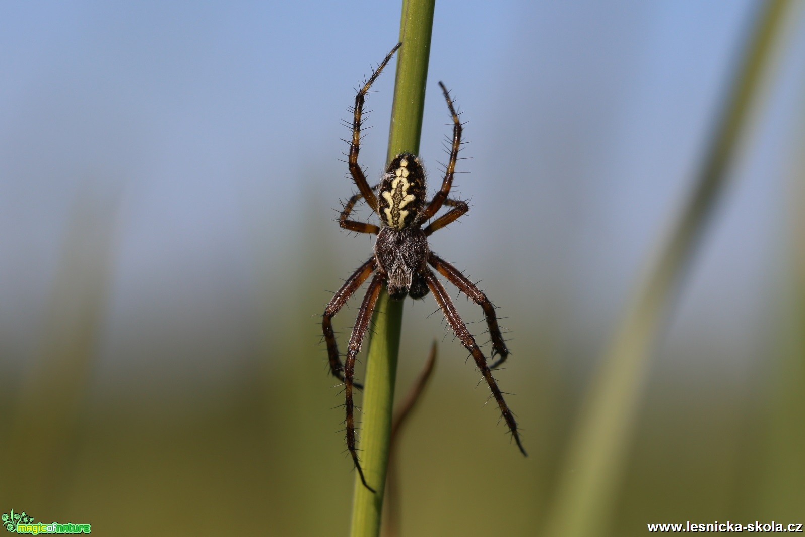 Křižák skvostný - samec - Aculepeira ceropegia - Foto Irena Wenischová