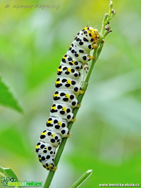 Kukléřka krtičníková - Cucullia scrophulariae - housenka - Foto Robert Kopecký