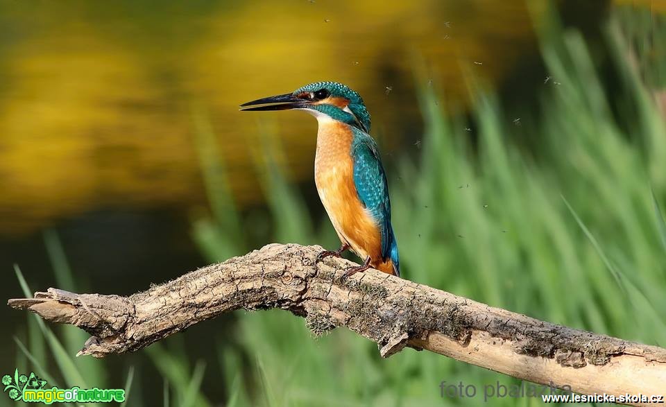 Ledňáček říční - Alcedo atthis - Foto Pavel Balazka (5)