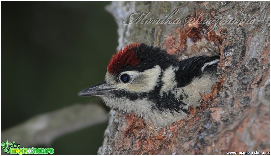 Strakapoud velký (mládě) - Dendrocopos major - Foto Monika Suržinová