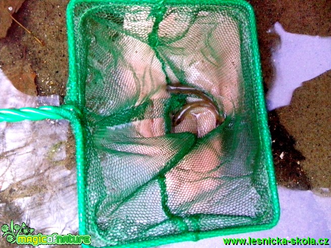 Vypouštění nových lososů - Foto Eliška Devátá