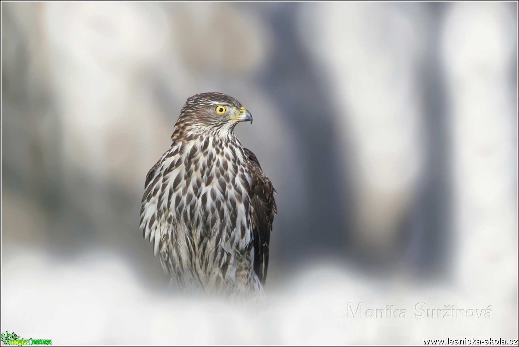 Jestřáb lesní - Accipiter gentilis - Foto Monika Suržinová 0317