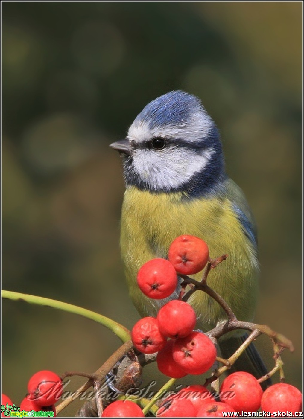 Sýkora modřinka - Cyanistes caeruleus - Foto Monika Suržinová 0117 (4)