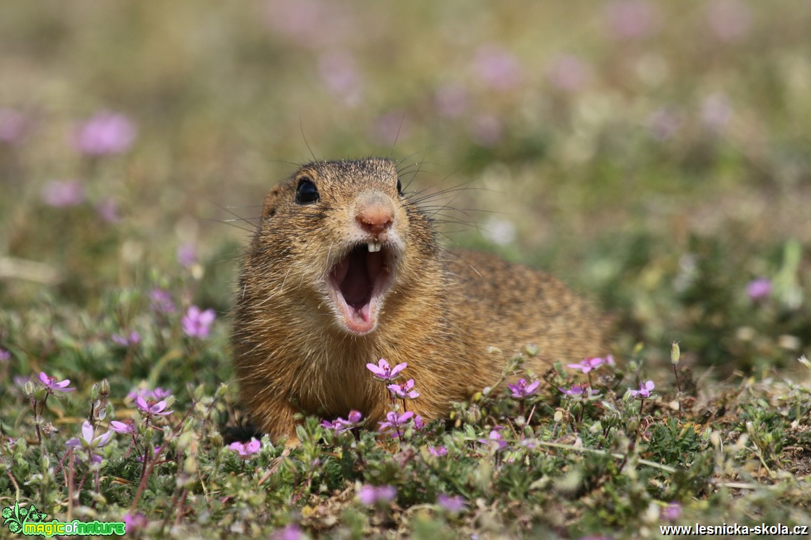 Sysel obecný - Spermophilus citellus - Foto Irena Wenischová 0117 (7)