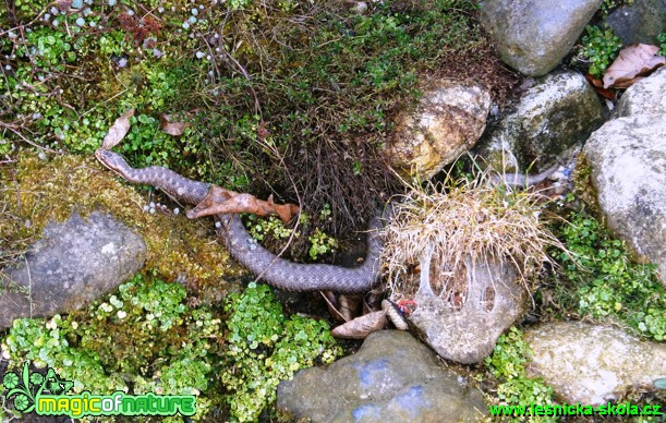 Zmije obecná - Vipera berus - Foto Eliška Devátá (2)