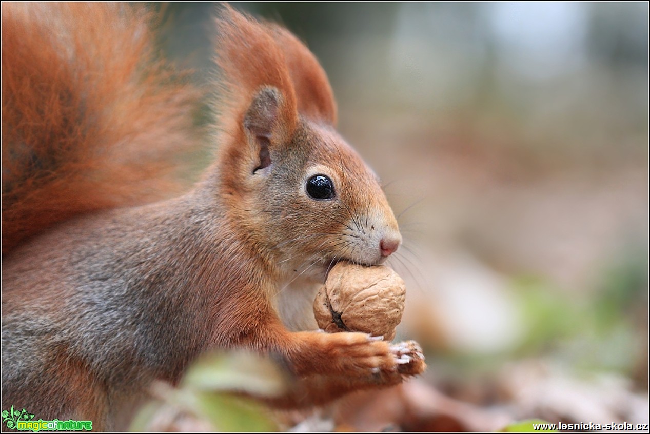 Veverka obecná - Sciurus vulgaris - Foto Monika Suržinová 0217 (3)