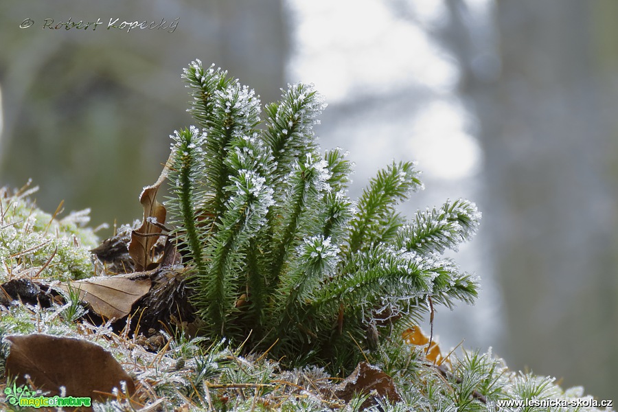 Vranec jedlový - Huperzia selago - Foto Robert Kopecký 0317