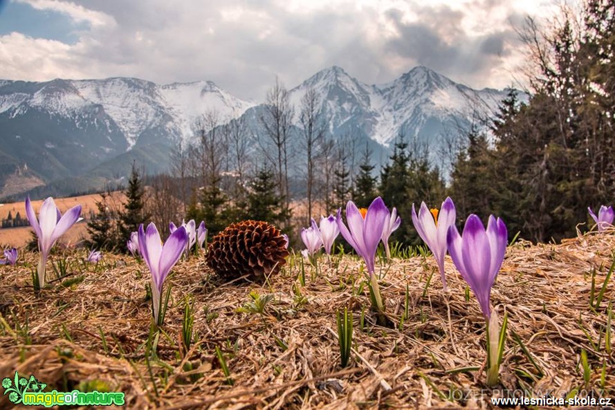 Krokusy - Foto Jozef Pitoňák 0417 (1)