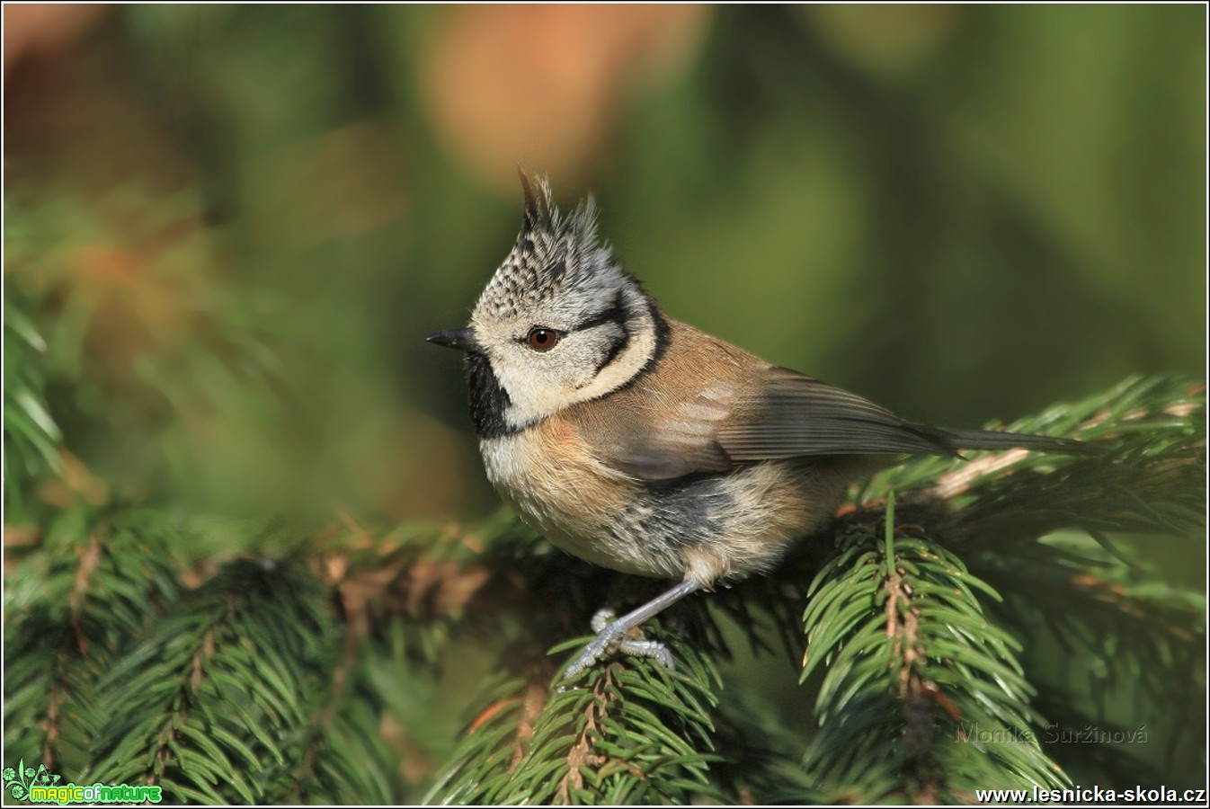 Sýkora parukářka - Lophophanes cristatus - Foto Monika Suržinová 0417