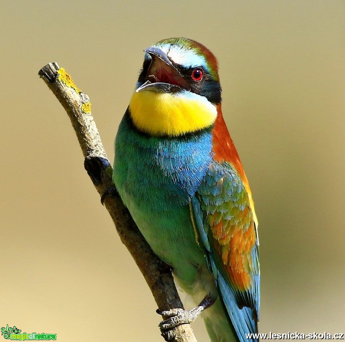 Vlha pestrá - Metopa apiaster - Foto Pavel Balazka 0617 (3)