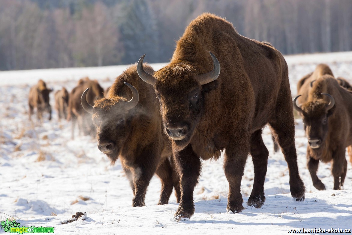 Zubr evropský - Bison bonasus - Ralsko - Foto Jana Podubecká (1)