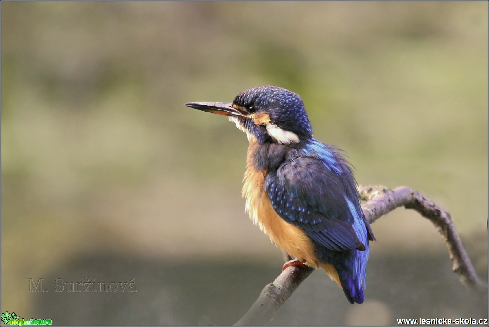 Ledňáček říční - Alcedo atthis - Foto Monika Suržinová 0817 (2)