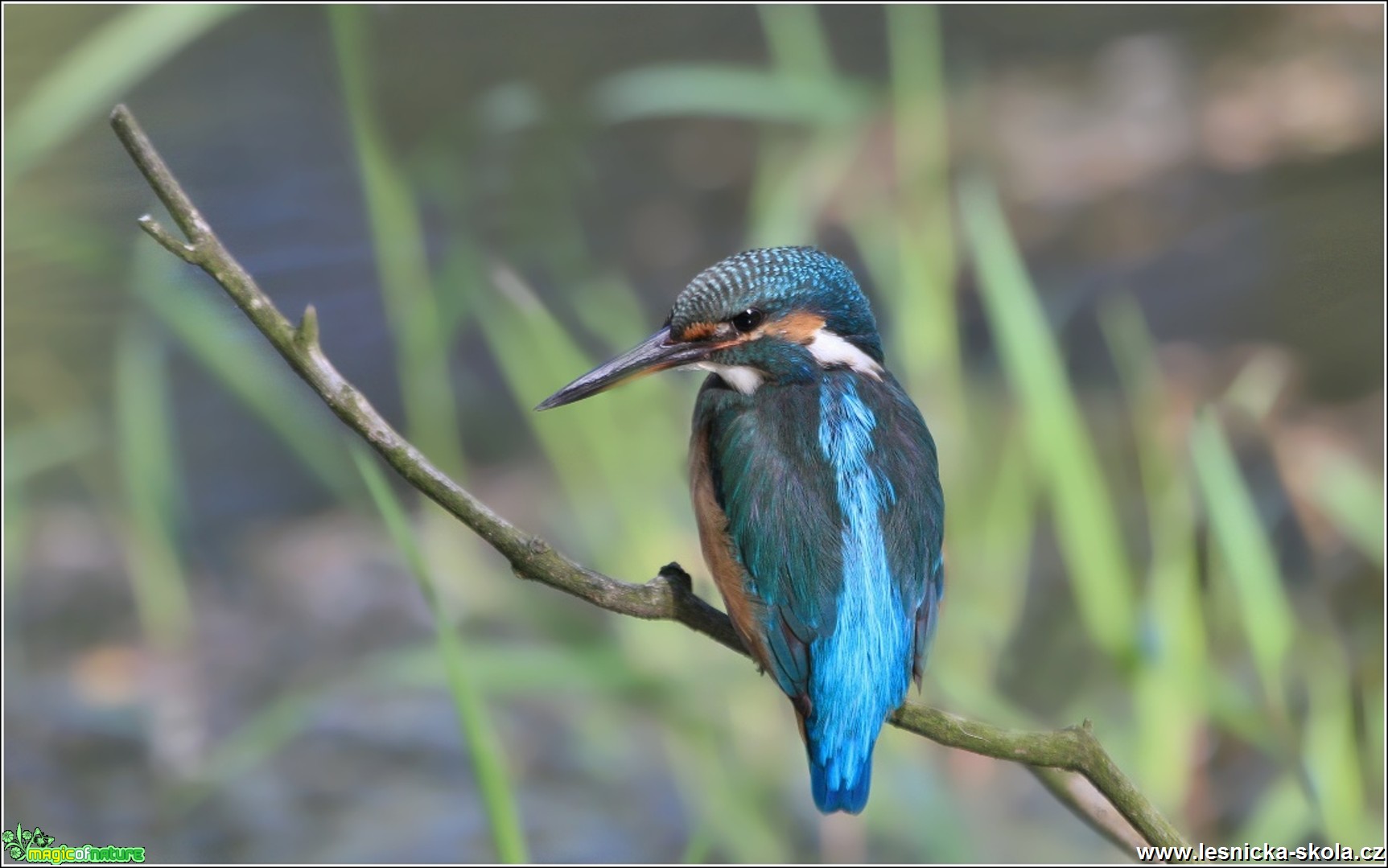 Ledňáček říční - Alcedo atthis - Foto Monika Suržinová 0817 (3)