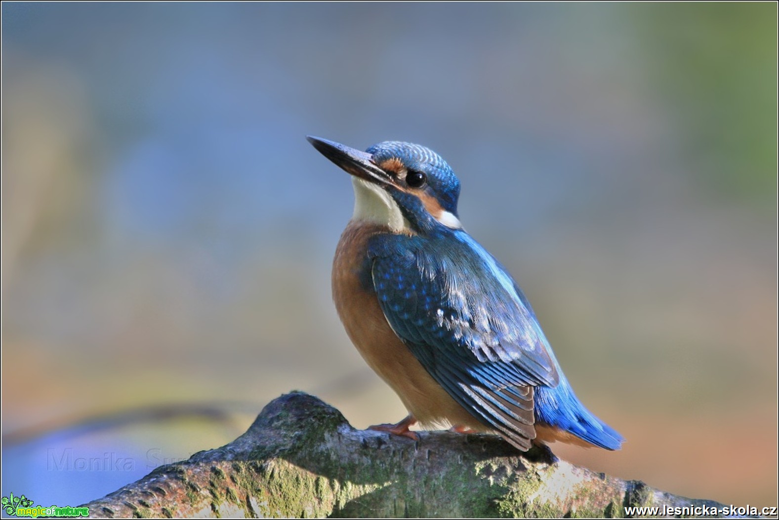 Ledňáček říční - Alcedo atthis - Foto Monika Suržinová 0817 (4)