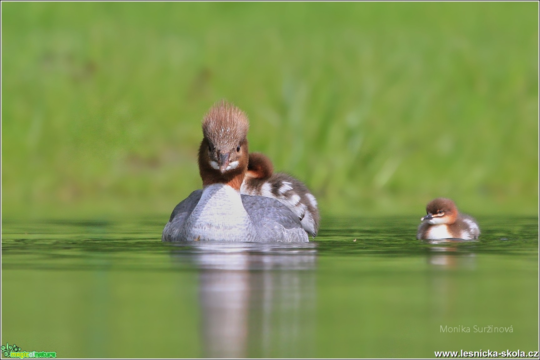 Morčák velký - Mergus merganser - Foto Monika Suržinová 0817 (4)