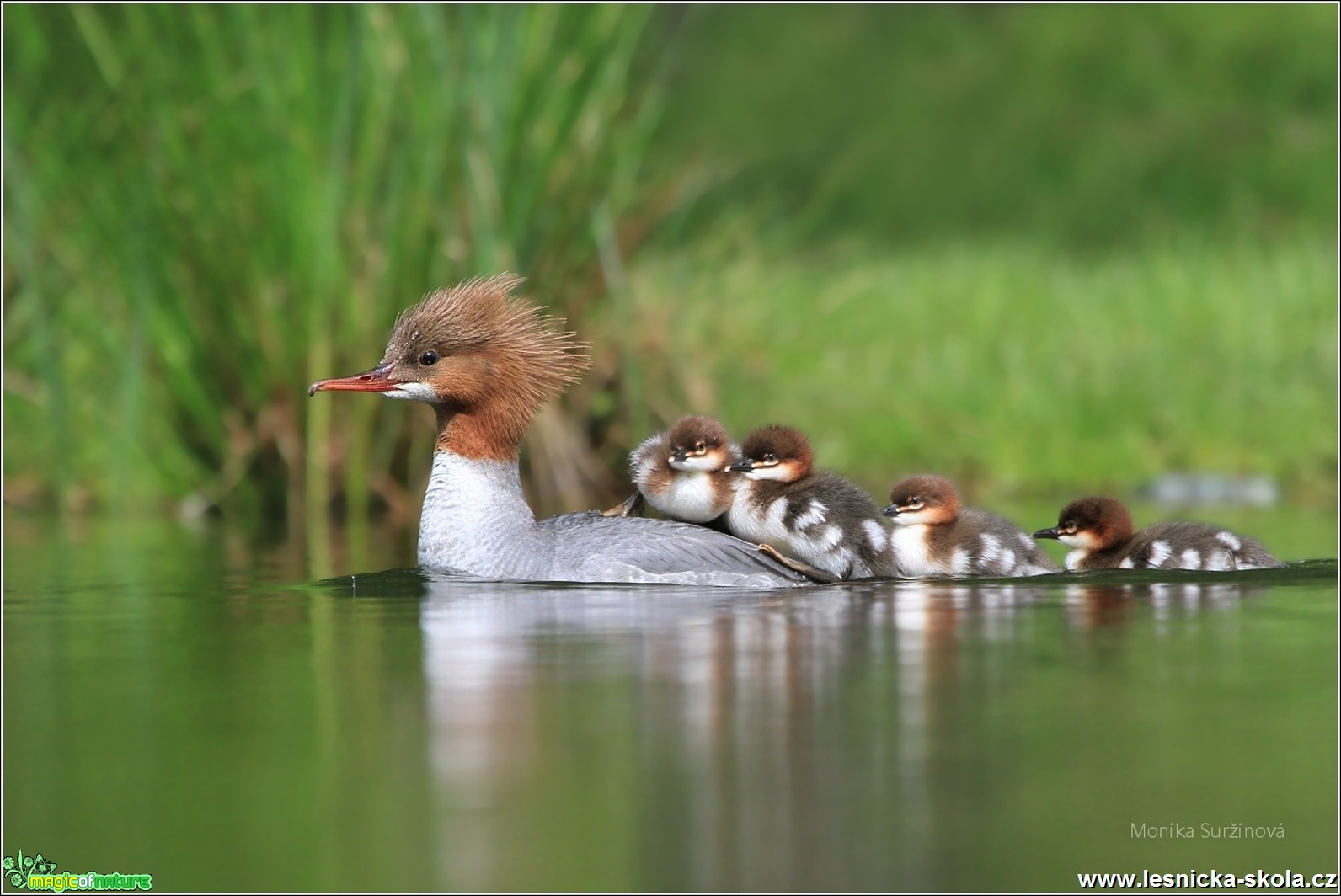 Morčák velký - Mergus merganser - Foto Monika Suržinová 0817 (6)