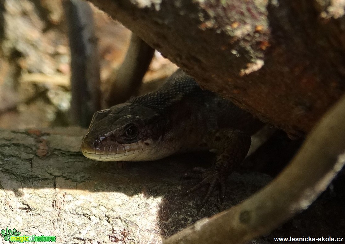 Ještěrka živorodá – Zootoca vivipara - Foto Miloslav Míšek 0817 (2)