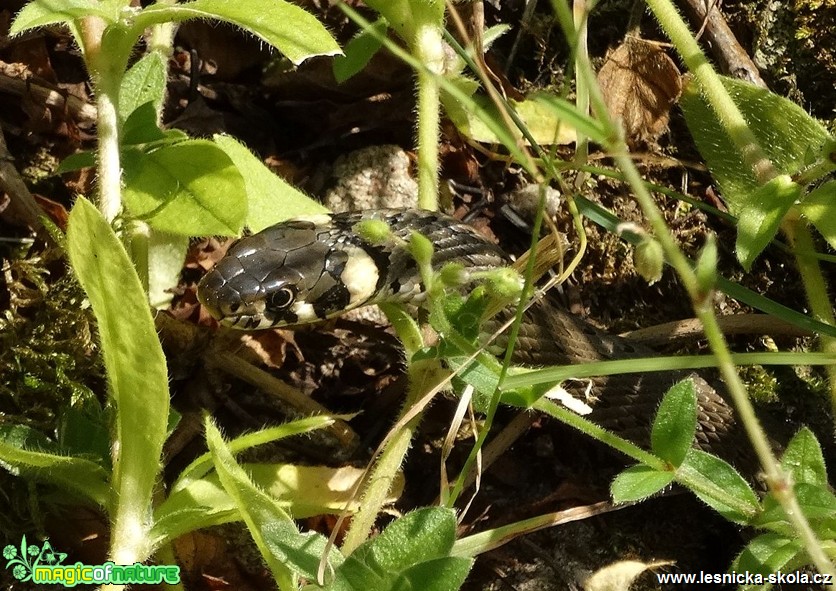 Užovka obojková - Natrix natrix - Foto Miloslav Míšek 0817 (2)