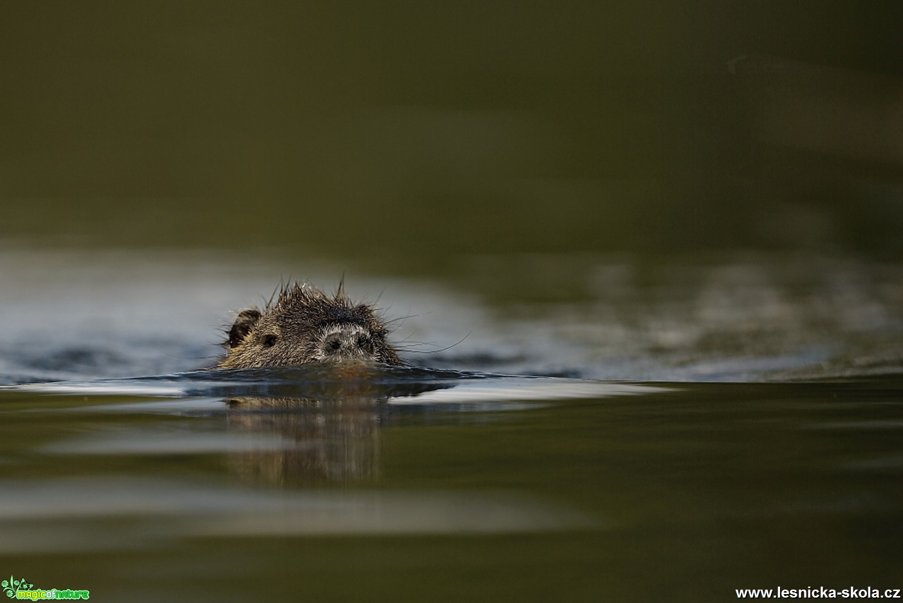 Nutrie říční - Myocastor coypus - Foto Lukáš Zahrádka 0817