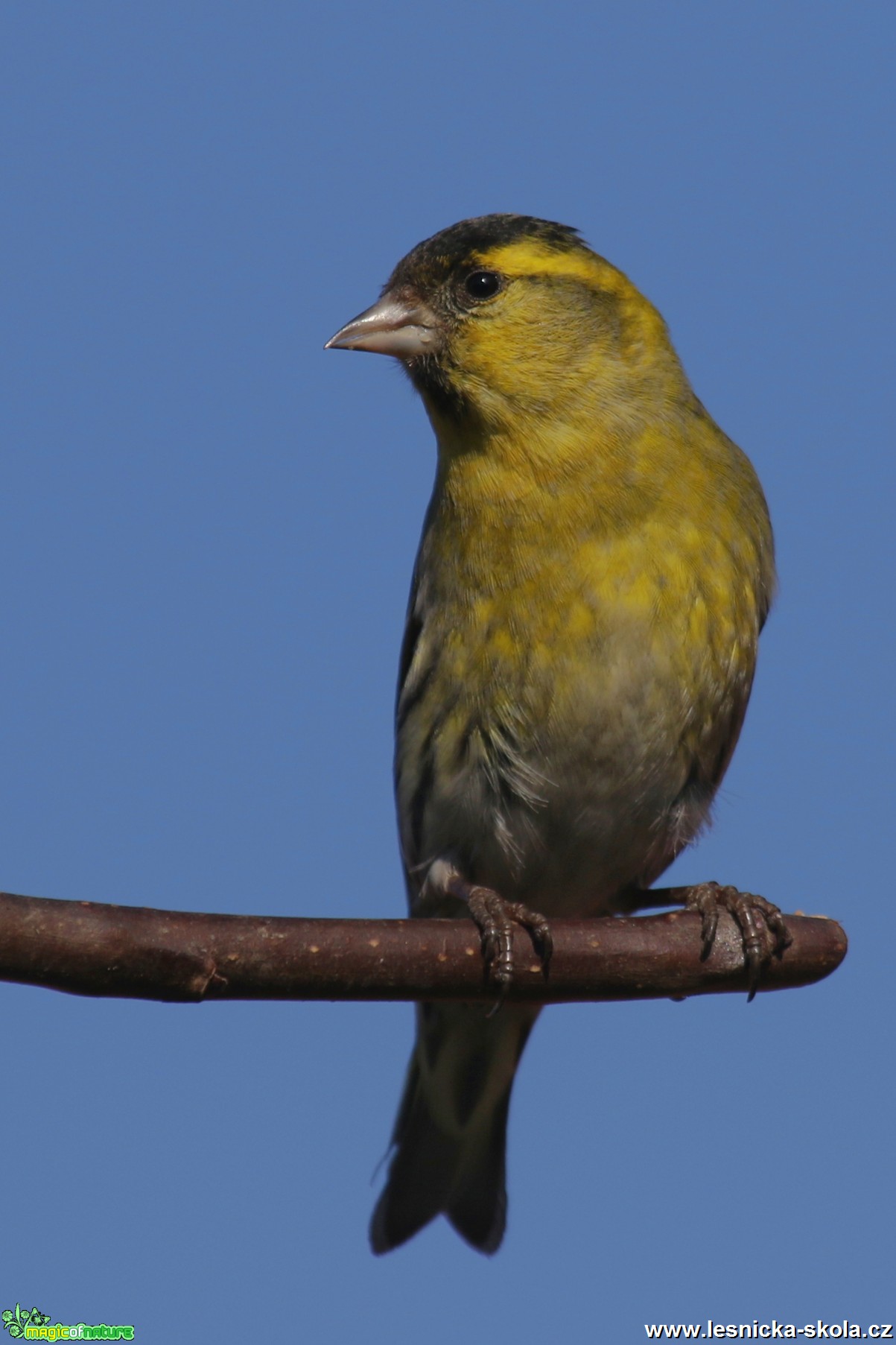 Čížek lesní - Carduelis spinus - Foto Irena Wenischová 0917 (1)