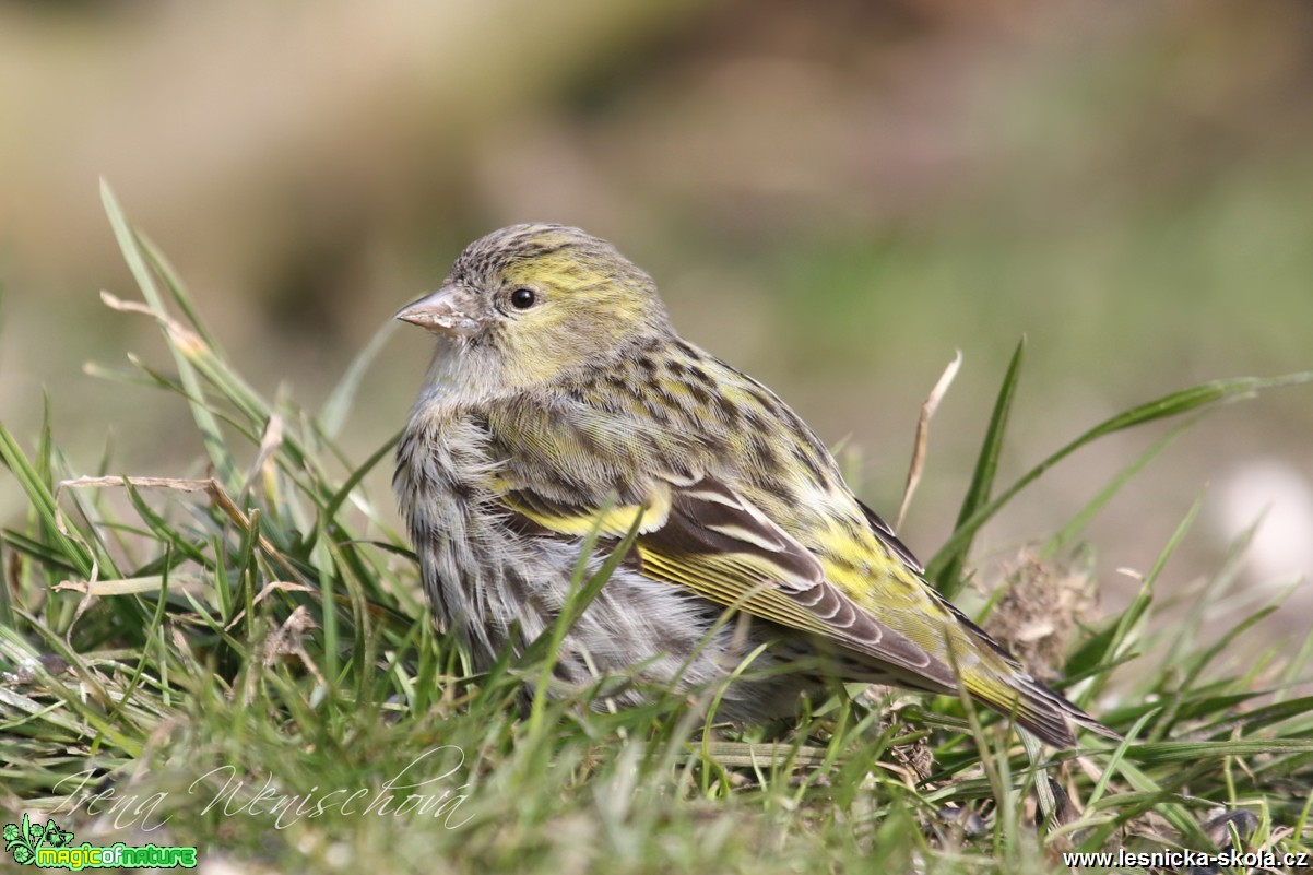 Čížek lesní - Carduelis spinus - Foto Irena Wenischová 0917 (2)