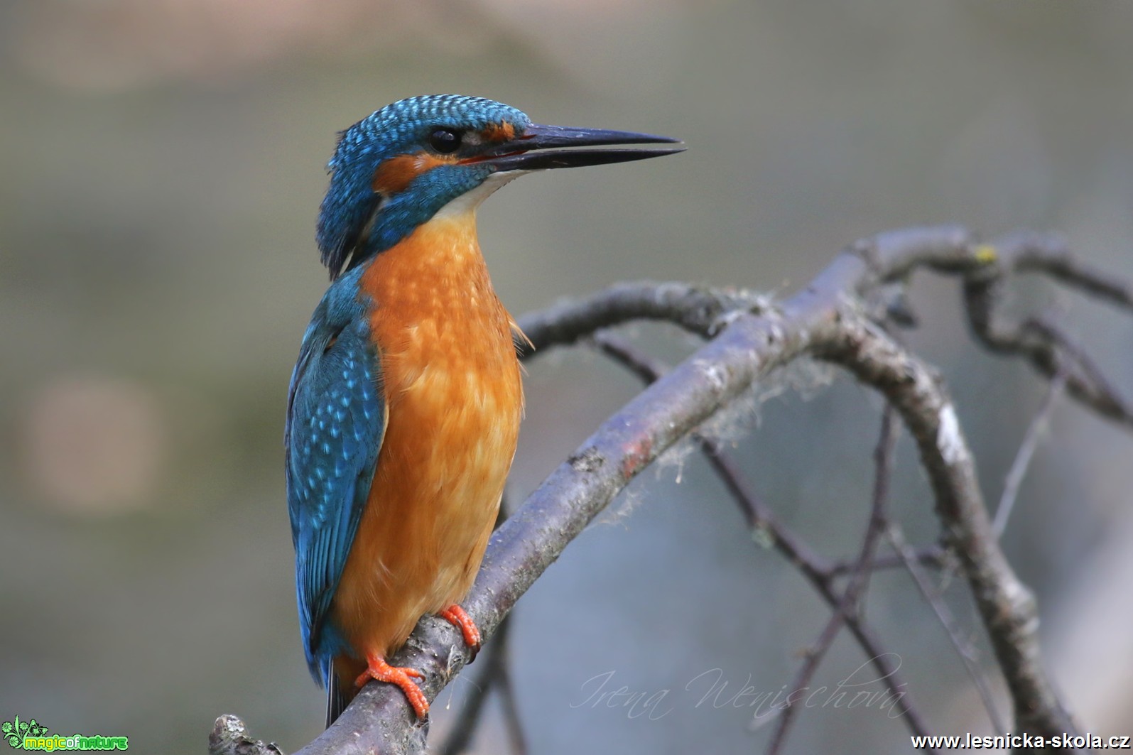 Ledňáček říční - Alcedo atthis - Foto Irena Wenischová 0917