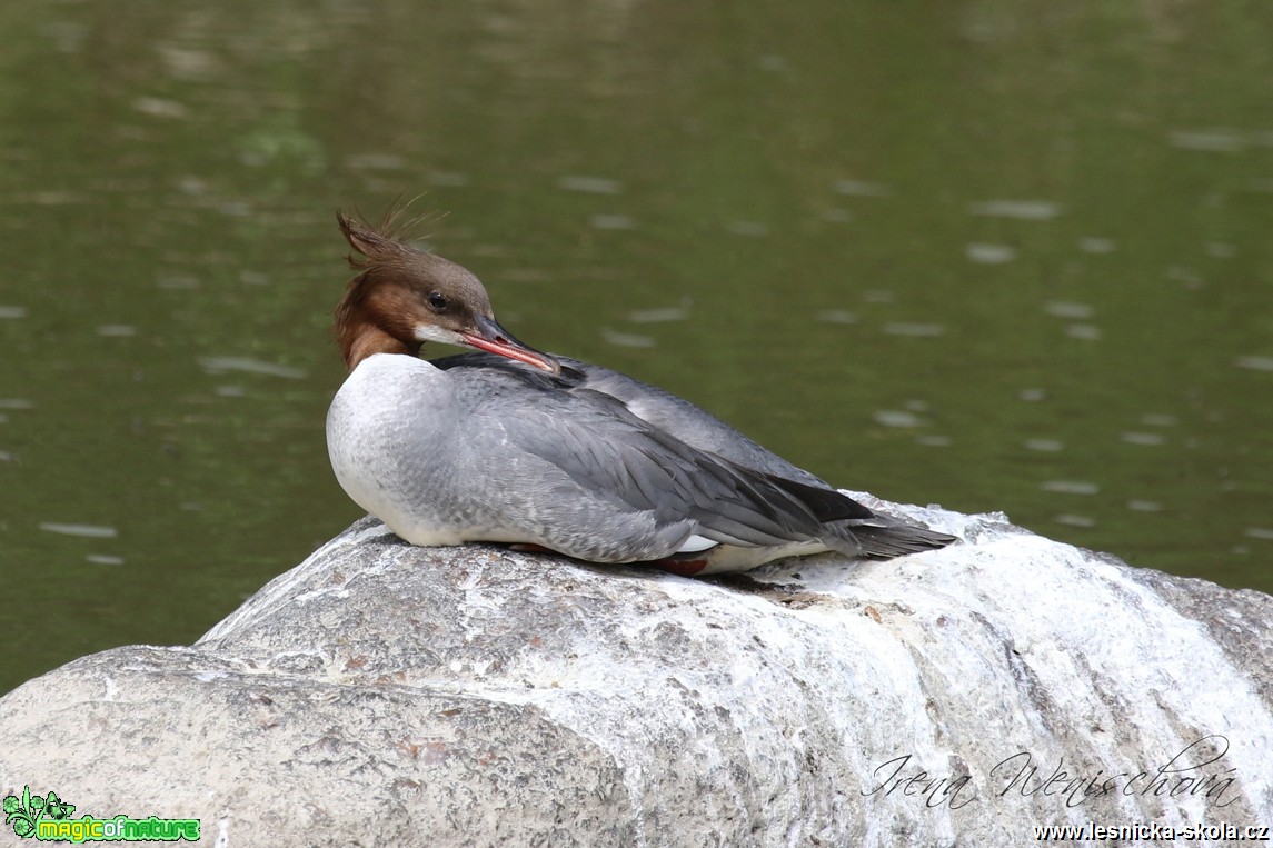 Morčák velký - Mergus merganser - Foto Irena Wenischová 0917