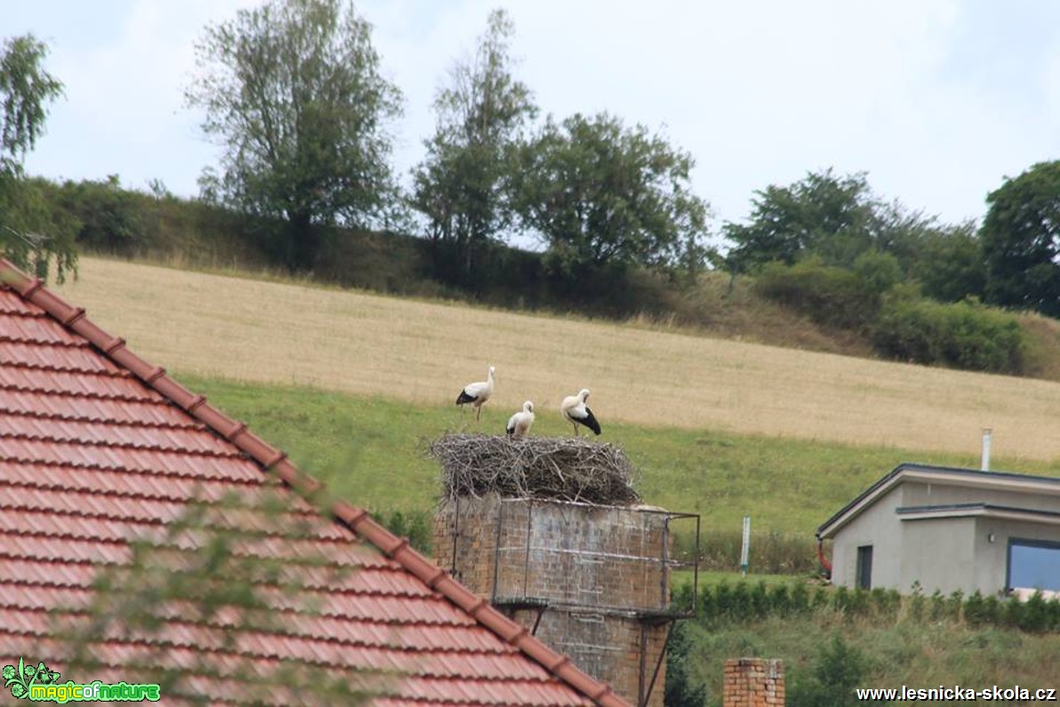 Čapí rodinka v Lukách nad Jihlavou - Foto Ladislav Jonák 0817