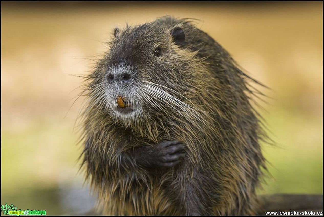 Nutrie říční - Myocastor coypus - Foto Jana Vondráčková 0717