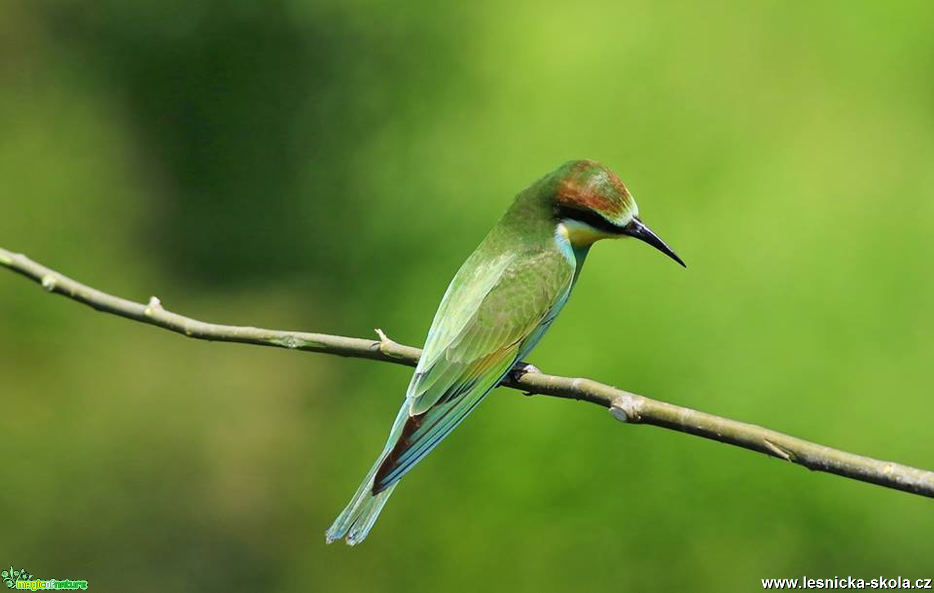 Vlha pestrá - Merops apiaster - Foto Pavel Balazka 0917