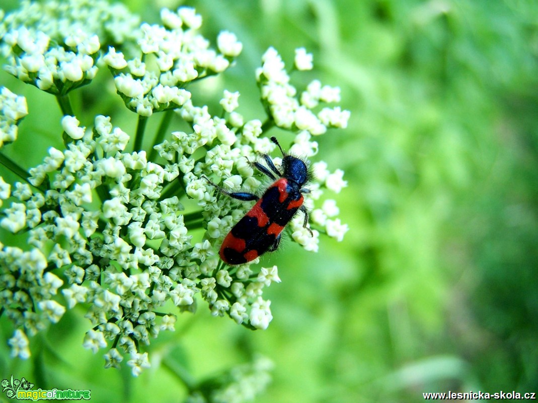 Pestrokrovečník - Trichodes alvearius - Foto Marie Žďánská 0917