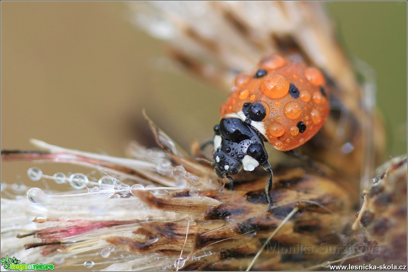 Slunéčko sedmitečné - Coccinella septempunctata -  Monika Suržinová 0917 (1)