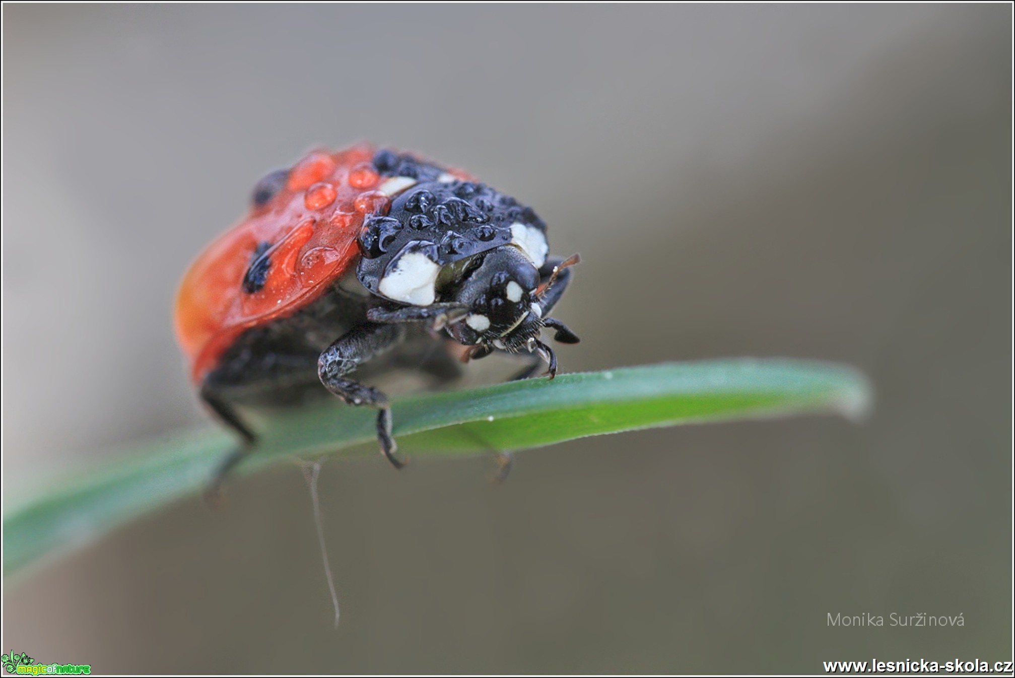 Slunéčko sedmitečné - Coccinella septempunctata -  Monika Suržinová 0917 (3)