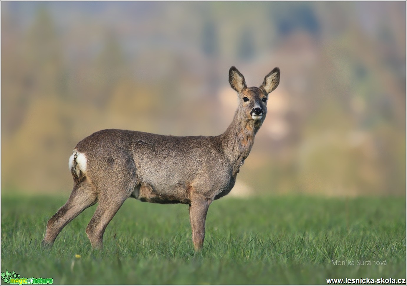 Srnčí zvěř - Foto Monika Suržinová 0517 (3)