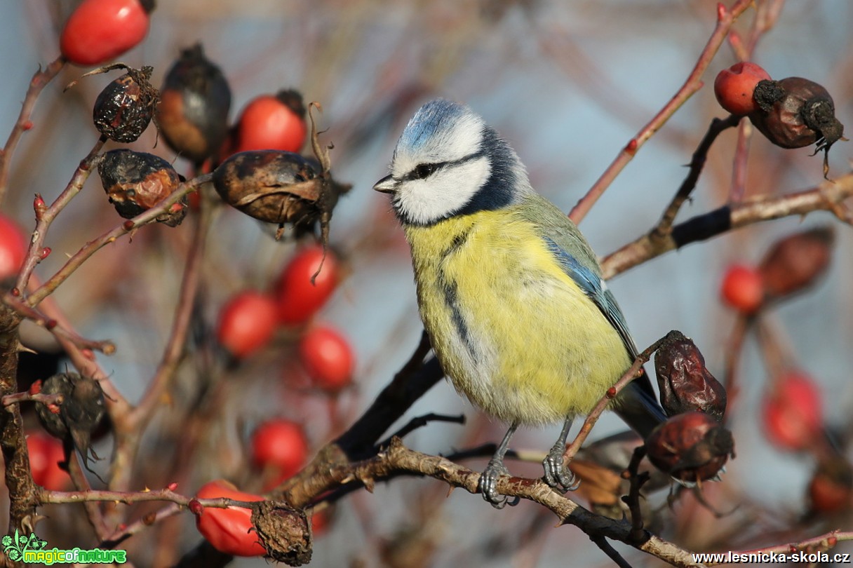 Sýkora modřinka - Cyanistes caeruleus - Foto Irena Wenischová 0917 (2)