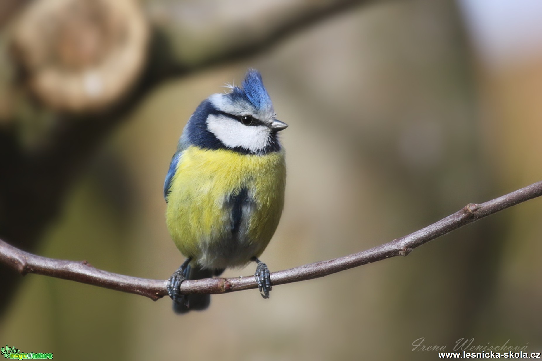 Sýkora modřinka - Cyanistes caeruleus - Foto Irena Wenischová 0917 (3)