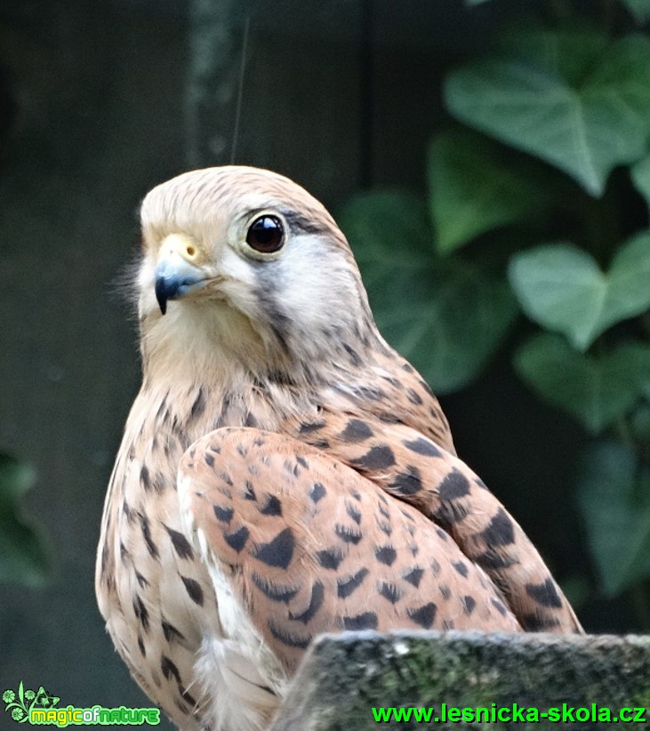 Poštolka obecná - Falco tinnunculus - Foto - Karel Kříž