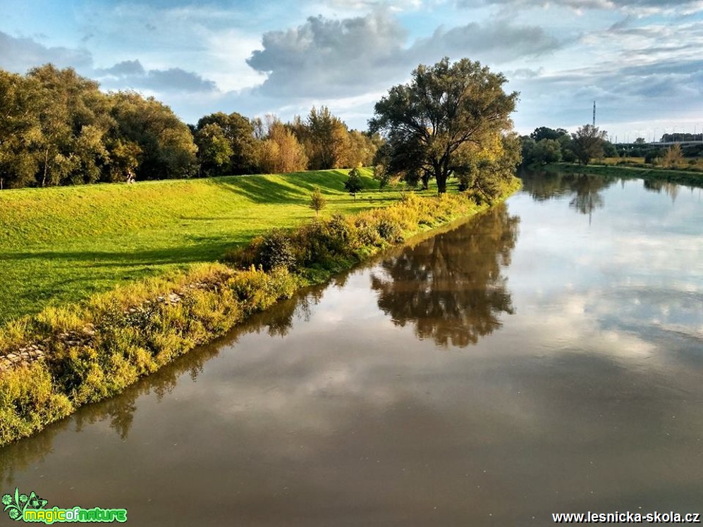 Řeka Odra u Hošťalkovic - Foto Jan Valach 0917