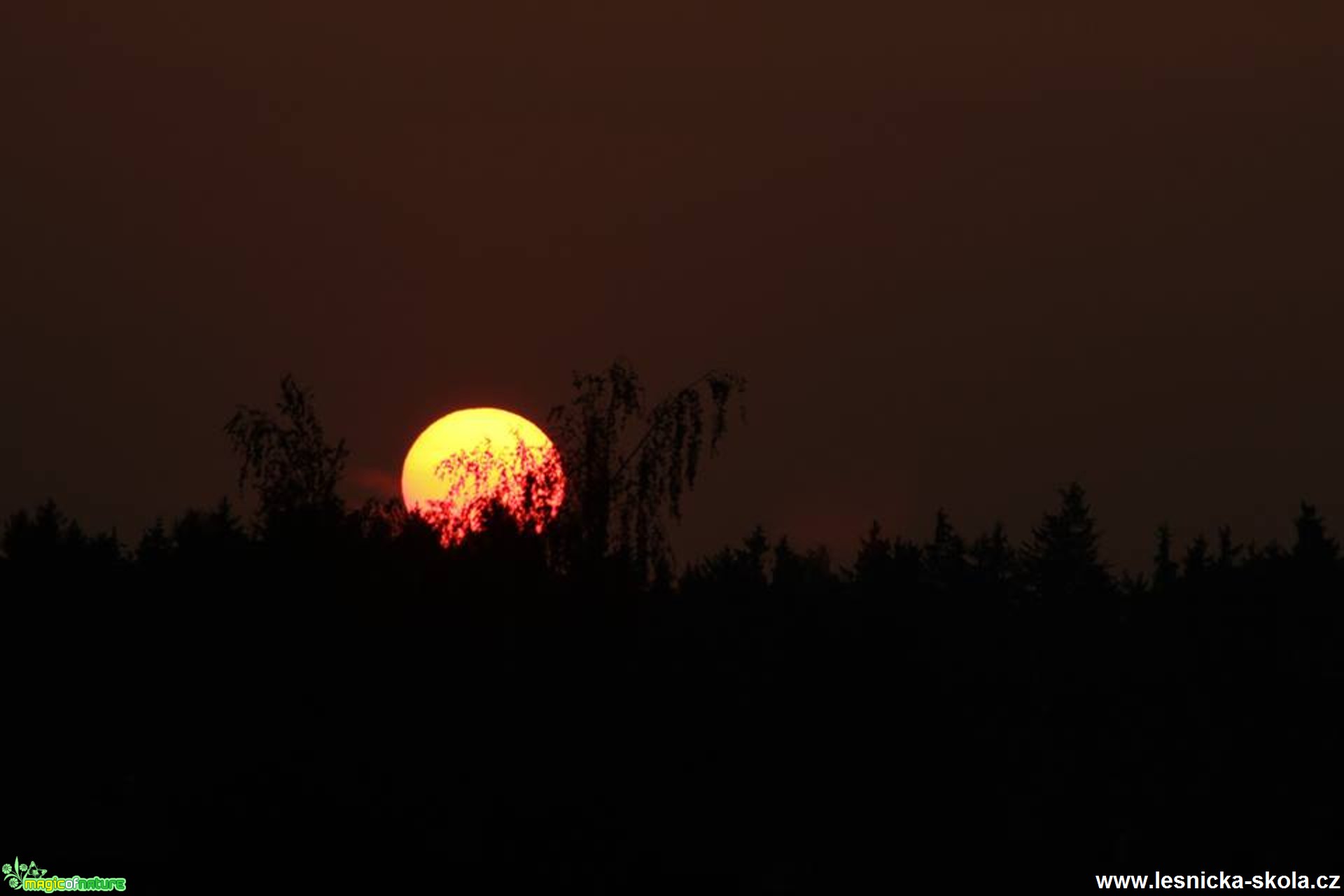 V korunách stromů - Foto Ladislav Jonák 0817