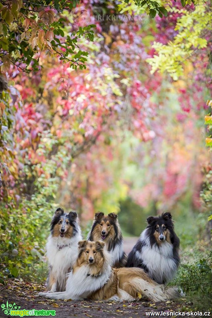Collies a Autumn - Foto Jiří Křivánek 0917