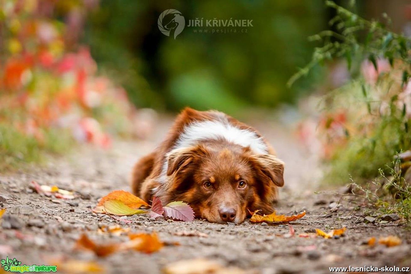 V podzimních barvách - Foto Jiří Křivánek 0917