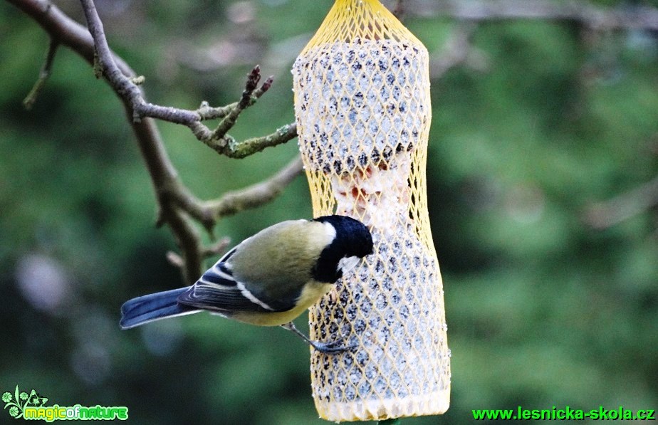 Sýkora koňadra - Parus major - Foto - Karel Kříž (2)