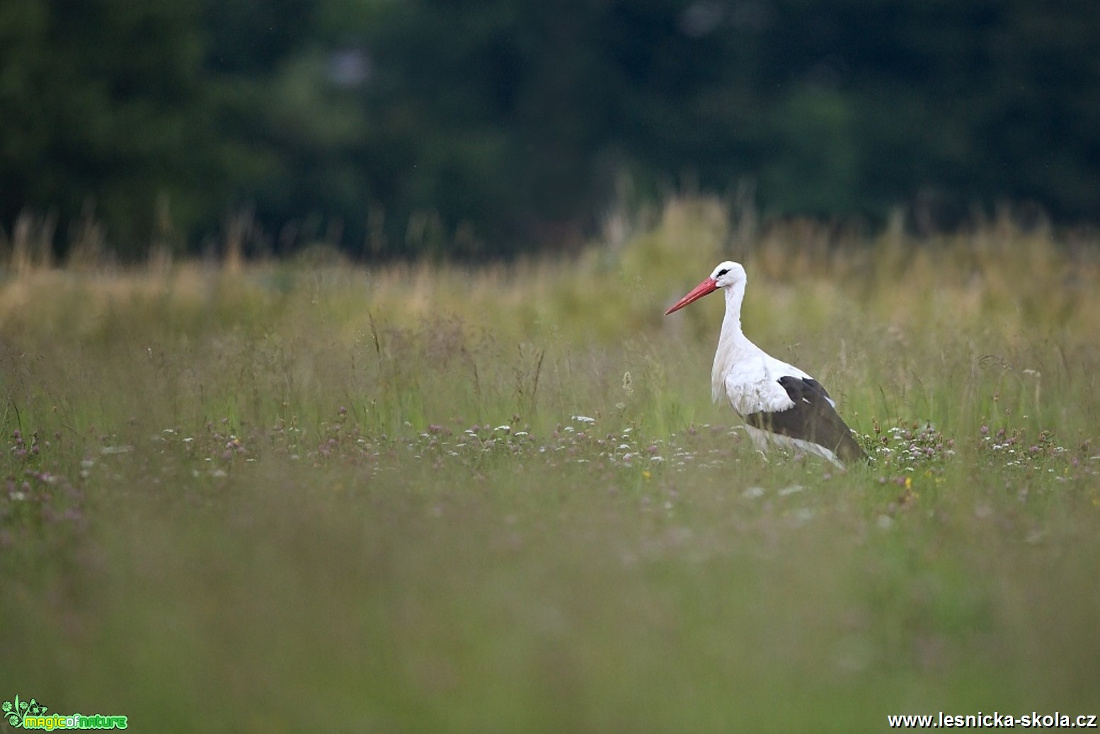 Čáp bílý - Ciconia ciconia - Foto Lukáš Zahrádka 0917 (1)