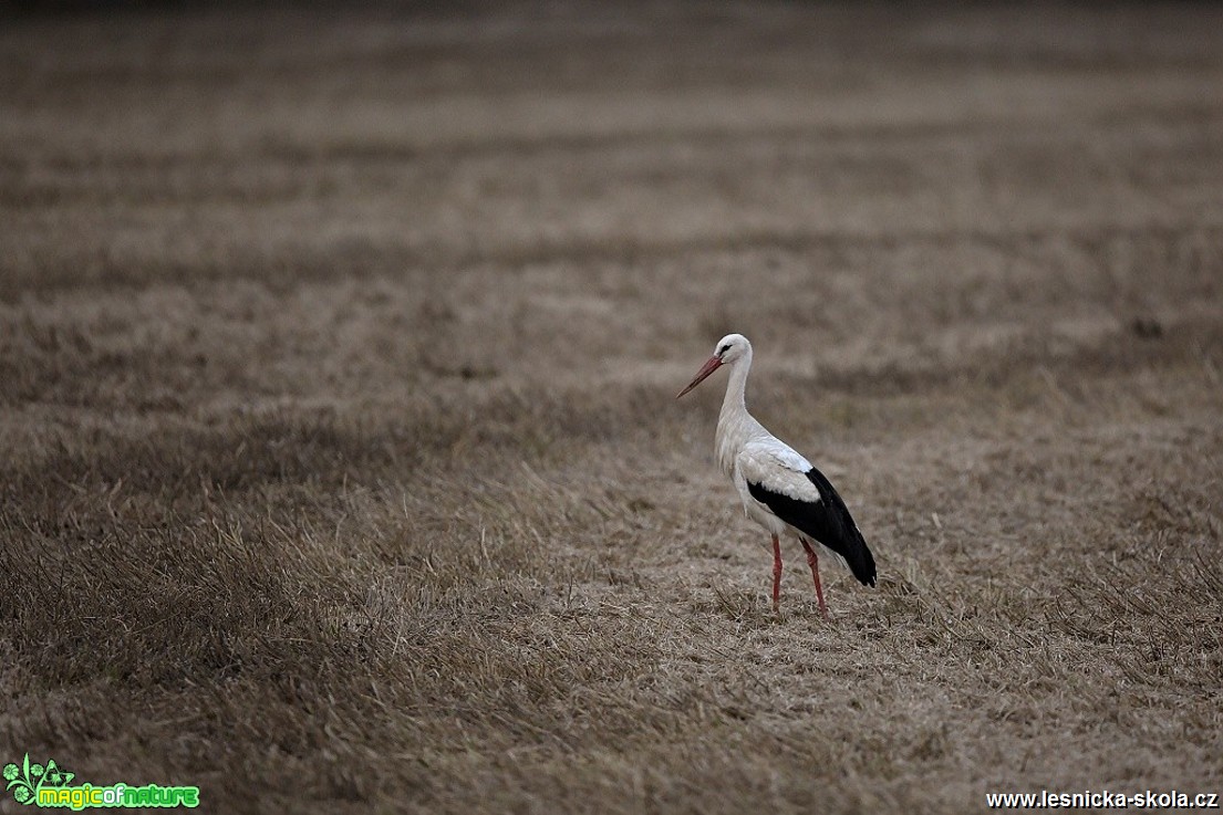 Čáp bílý - Ciconia ciconia - Foto Lukáš Zahrádka 0917