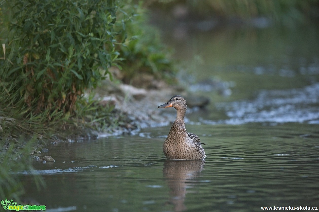 Kachna divoká - Anas platyrhynchos - Foto Lukáš Zahrádka 0917